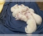 Small Photo #18 Great Pyrenees Puppy For Sale in NEWTONVILLE, NJ, USA