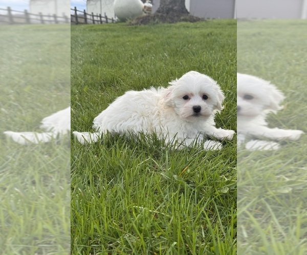 Medium Photo #4 Havaton Puppy For Sale in CANOGA, NY, USA