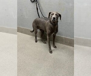 Unknown-Weimaraner Mix Dogs for adoption in Las Vegas, NV, USA