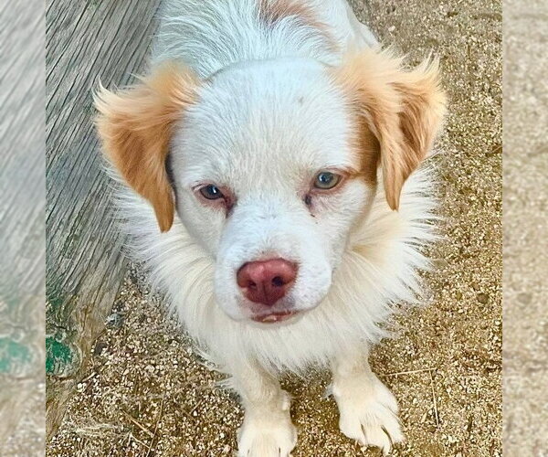 Medium Photo #5 Mutt Puppy For Sale in Lake Forest, CA, USA