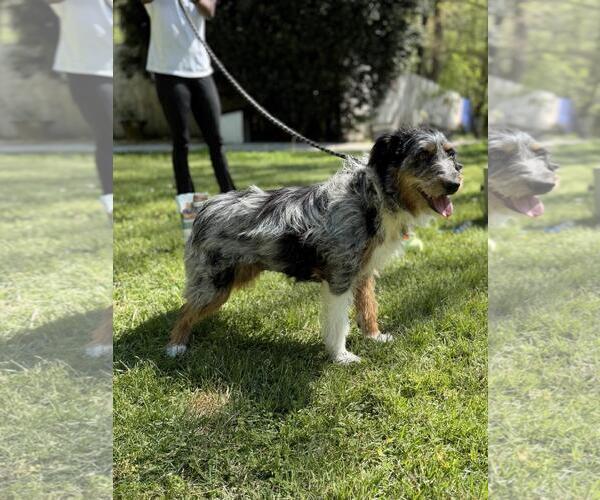 Medium Photo #2 Mutt Puppy For Sale in Yardley, PA, USA