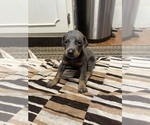 Small Photo #9 Doberman Pinscher Puppy For Sale in CAMPTON, KY, USA