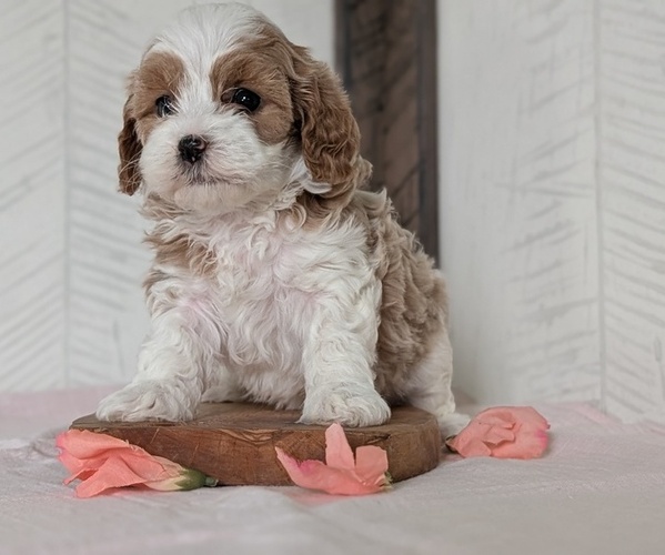 Medium Photo #36 Cavapoo (Miniature) Puppy For Sale in GOSHEN, IN, USA