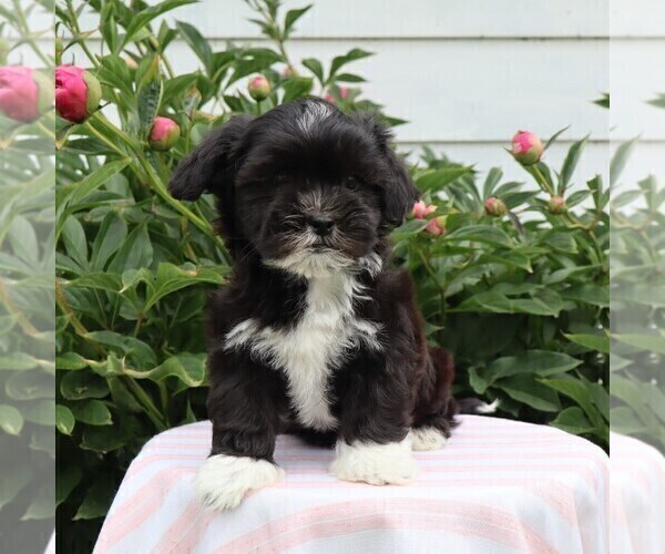 Medium Photo #1 Zuchon Puppy For Sale in THORP, WI, USA