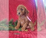 Small Photo #2 Cavapoo Puppy For Sale in COLBY, WI, USA