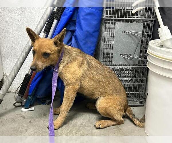 Medium Photo #1 Mutt Puppy For Sale in Corona, CA, USA