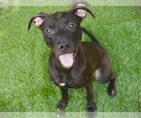 Medium Photo #2 Labrador Retriever-Unknown Mix Puppy For Sale in Tallahassee, FL, USA