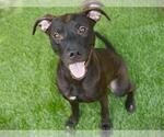 Small #1 Labrador Retriever Mix