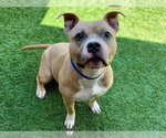 Small #1 Staffordshire Bull Terrier Mix