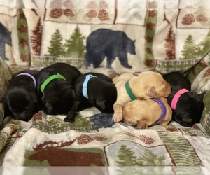 Labrador Retriever Puppy for sale in GERBER, CA, USA