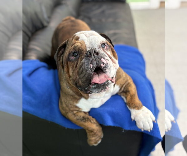 Medium Photo #1 Bulldog Puppy For Sale in Spring Lake, NJ, USA
