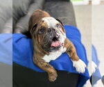 Small Bulldog
