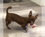 Small #2 Chihuahua Mix