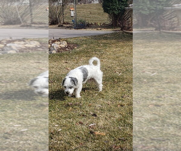 Medium Photo #2 Shih Tzu-Unknown Mix Puppy For Sale in Andover, MN, USA
