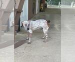 Small #3 Catahoula Leopard Dog Mix