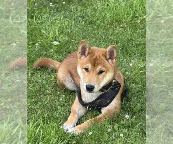 Medium Photo #1 Beagle-Shiba Inu Mix Puppy For Sale in TWO RIVERS, WI, USA