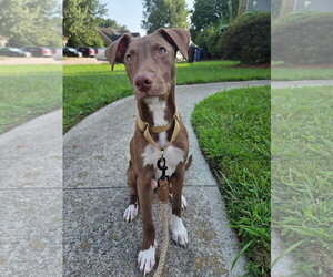 Chocolate Labrador retriever-Whippet Mix Dogs for adoption in Virginia Beach, VA, USA