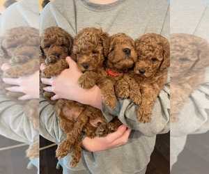 Poodle (Miniature) Litter for sale in WEST RICHLAND, WA, USA