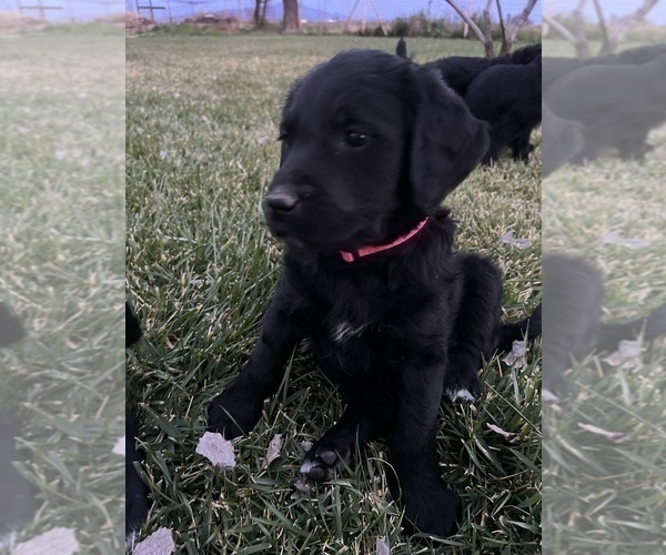 Medium Photo #3 Labradoodle Puppy For Sale in WILLCOX, AZ, USA