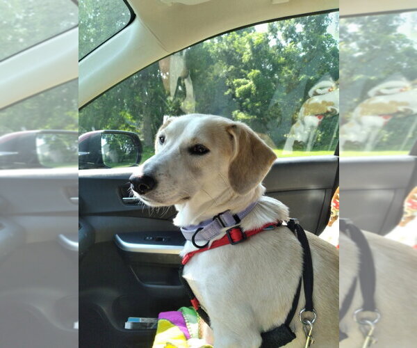 Medium Photo #2 Dachshund-Unknown Mix Puppy For Sale in Gloversville, NY, USA