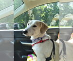 Small #1 Dachshund Mix