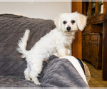 Small Photo #8 Bichon Frise Puppy For Sale in WAKARUSA, IN, USA