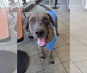 Labrador Retriever Dogs for adoption in San Antonio, TX, USA