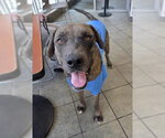 Small Labrador Retriever