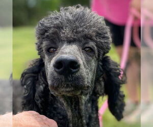 Poodle (Standard) Dogs for adoption in Pacolet, SC, USA