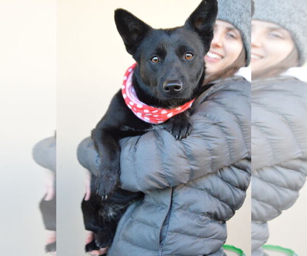 Medium Photo #1 Unknown-Welsh Corgi Mix Puppy For Sale in McKinney, TX, USA