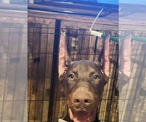 Doberman Pinscher Puppy for sale in PHOENIX, AZ, USA