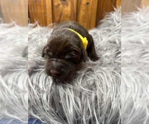 Labrador Retriever Puppy for Sale in NEOLA, West Virginia USA