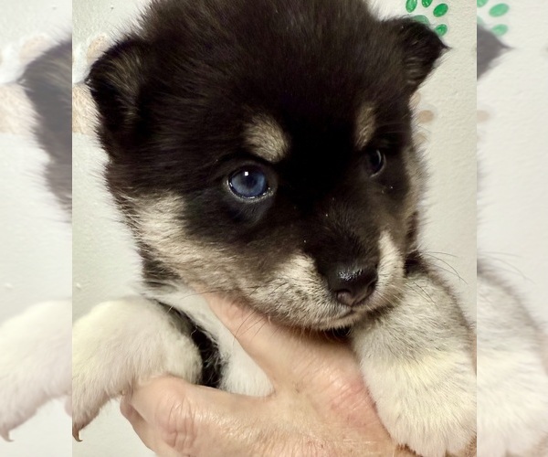 Medium Photo #3 Pomsky-Shiba Inu Mix Puppy For Sale in NASHUA, NH, USA