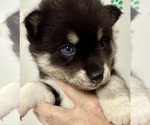 Small #2 Pomsky-Shiba Inu Mix