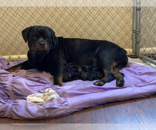 Medium Photo #1 Rottweiler Puppy For Sale in GREENTOWN, IN, USA