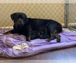 Small Photo #1 Rottweiler Puppy For Sale in GREENTOWN, IN, USA