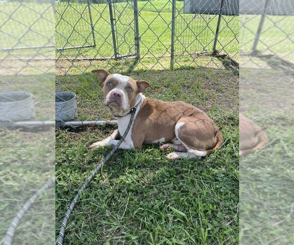 Medium Photo #1 Mutt Puppy For Sale in Abbeville, LA, USA