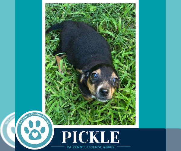 Medium Photo #3 Dachshund Puppy For Sale in Kimberton, PA, USA