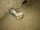 Small Photo #14 Havashire Puppy For Sale in CONROE, TX, USA