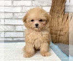 Small Photo #4 Poodle (Toy) Puppy For Sale in CHICAGO, IL, USA