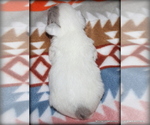 Small #3 Chihuahua