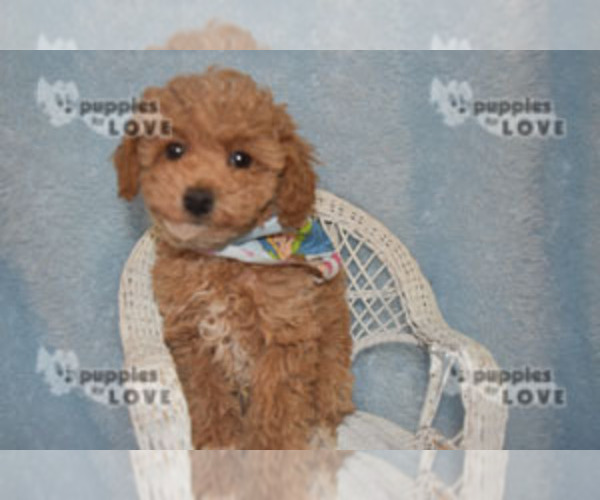 Medium Photo #7 Poodle (Toy) Puppy For Sale in SANGER, TX, USA