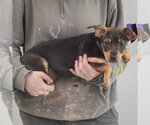 Small #4 Jack Russell Terrier Mix