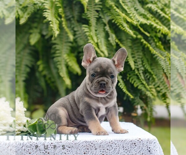 Medium Photo #4 French Bulldog Puppy For Sale in NARVON, PA, USA