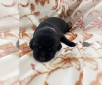 Small Photo #8 Labrador Retriever Puppy For Sale in KERNERSVILLE, NC, USA