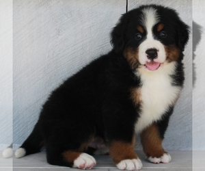 Medium Bernese Mountain Dog