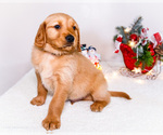 Small Photo #26 Golden Retriever Puppy For Sale in WAKARUSA, IN, USA