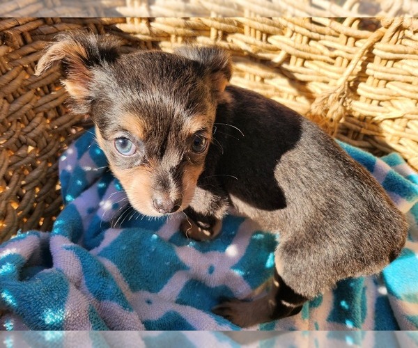 Medium Photo #10 Chihuahua Puppy For Sale in MARIETTA, GA, USA