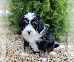 Miniature Bernedoodle Puppy for sale in GORDONVILLE, PA, USA