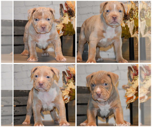 American Bully Puppy for sale in BELLEVUE, WA, USA
